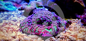 Brain LPS Coral, Favites in saltwater reef aquarium tank