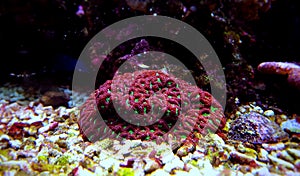 Brain LPS Coral, Favites in saltwater reef aquarium tank
