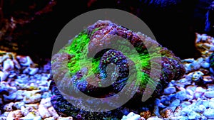 Brain LPS Coral, Lobophyllia hemprichii