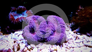 Brain LPS Coral, Lobophyllia hemprichii
