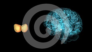 BRAIN-Mammillary body 3D parts