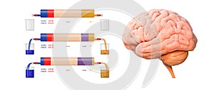 Brain, mass, arterial volume, venous volume, CSF - cerebrospinal fluid acronym, medical concept background, 3d render