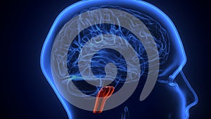 Brain Medulla oblongata Anatomy.3d illustration