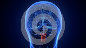 Brain Medulla oblongata Anatomy.3d illustration