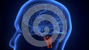 Brain Medulla oblongata Anatomy.3d illustration