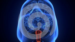 Brain Medulla oblongata Anatomy.3d illustration