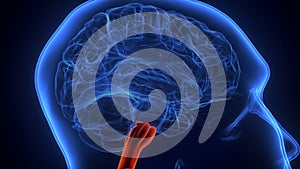 Brain Medulla oblongata Anatomy.3d illustration