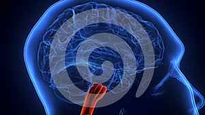 Brain Medulla oblongata Anatomy.3d illustration photo