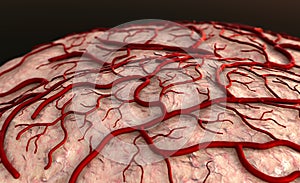 Brain Model, Capillary