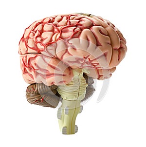 Brain Model