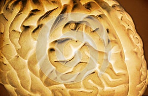 Brain Model Negative 01