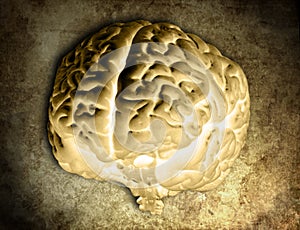 Brain Model Negative 04