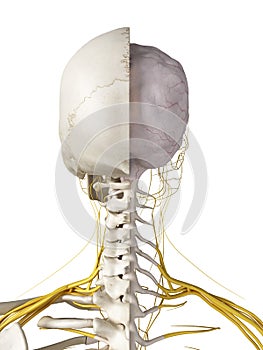 The brain and nerves