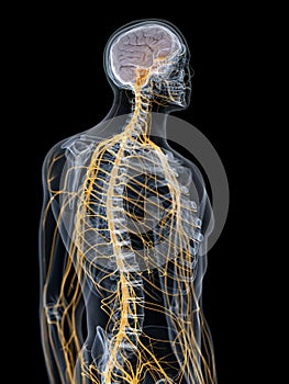 The brain and nervous system