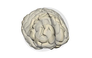 Brain with nervus cells