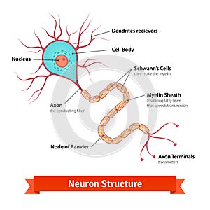 Brain neuron cell diagram