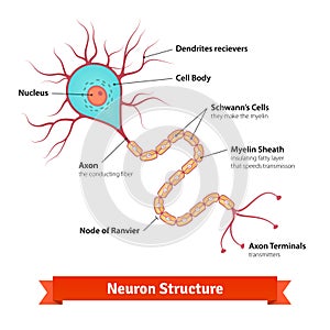 Brain neuron cell diagram photo