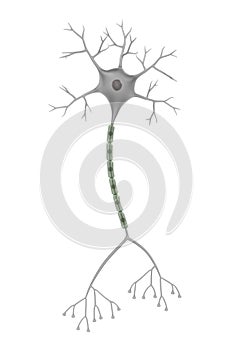Brain neuron