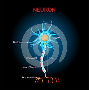 Brain neuron Structure. Biological Anatomy of neuron cell