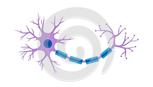 Brain neuron symbol. Human neuron cell illustration. Synapses, myelin sheat, cell body, nucleus, axon and dendrites