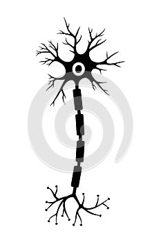 Brain neuron symbol. Human neuron cell sign. Synapses, myelin sheat, cell body, nucleus, axon and dendrites icon photo