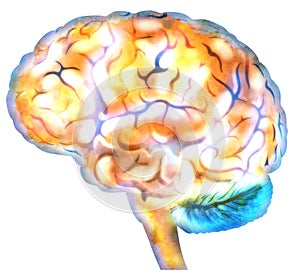 Brain neuron synapses