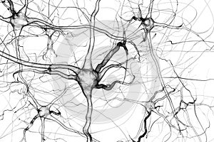 Brain neurons illustration, On white background