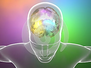 Brain neurons synapse, anatomy, head profile,