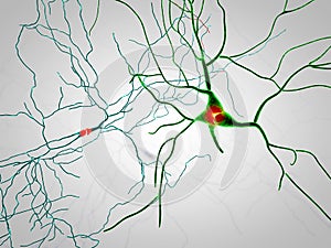Brain, neurons, synapses, neural network, degenerative diseases, Parkinson photo