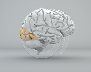 Brain, the occipital lobe, division
