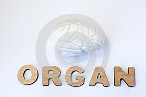 Brain is organ of human or animal concept photo. Model of brain is near volume letters composing word organ on light background. V