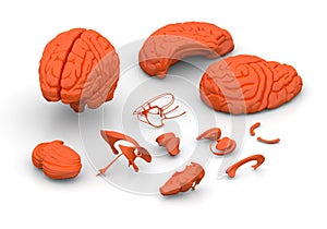 Brain parts - Human brain decomposed photo