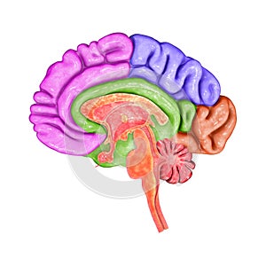 Brain Parts