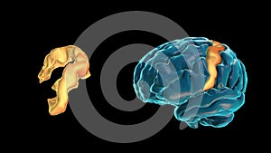 BRAIN-Precentral gyrus 3D part