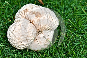 Brain puffball is a species of mushroom