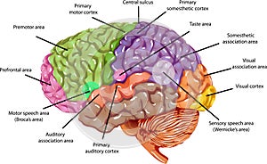 Gehirn Regionen 
