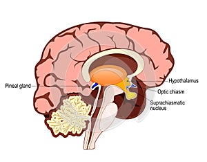 brain and regulation of circadian rhythms