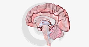 The Brain Sagittal Cross Section