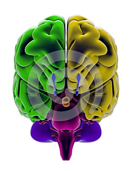 Brain, section, division, cutting parts, anatomy study