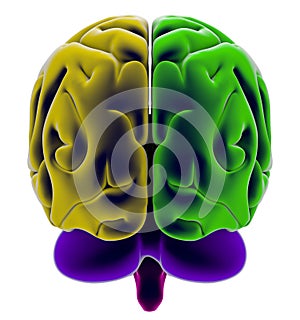 Brain, section, division, cutting parts, anatomy study