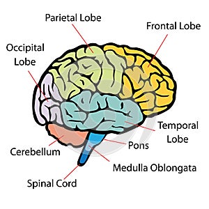 Brain sections