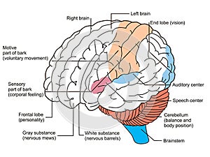 Brain sections diagram photo