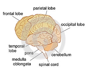 Brain sections