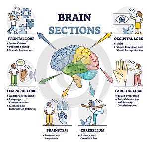 Brain sections and organ part functions in labeled anatomical outline diagram