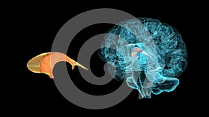 BRAIN-Septum of telencephalon 3D part