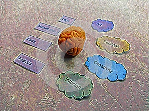 brain that shows right and left brain functions in text