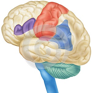 Brain - Side View photo