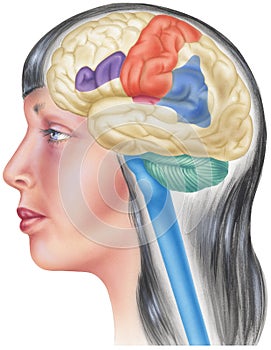 Brain in Situ - Skull Cutaway Side View photo