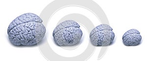 Brain Size