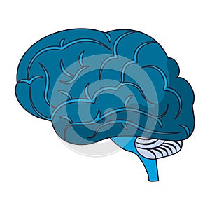 Brain size view icon cartoon